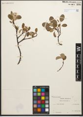 Foto von Salix reticulata L.